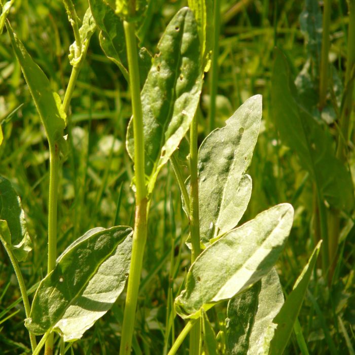 Acetosa | ‎ Bestprato by Hortus