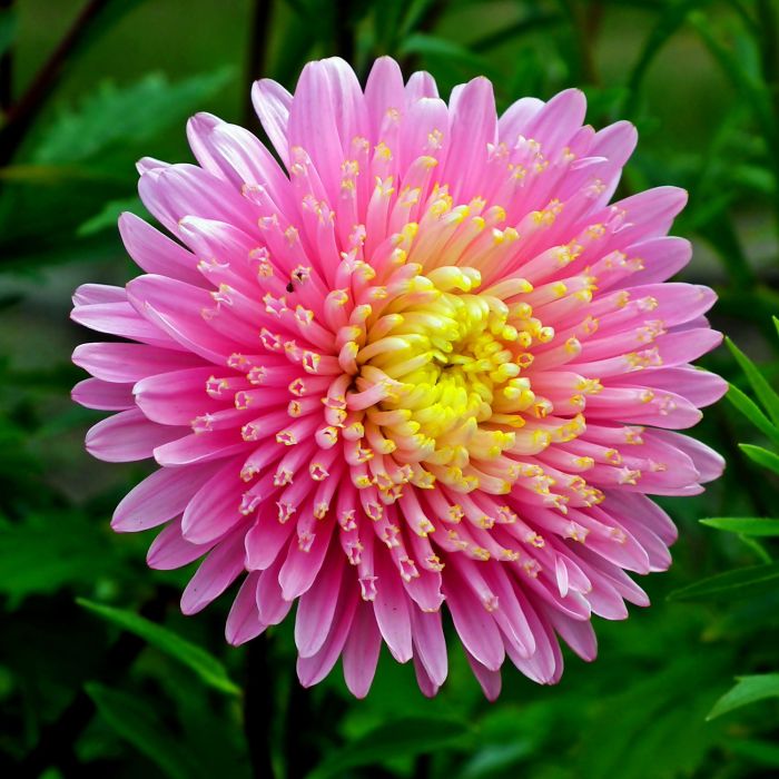 Semi di Astro Principessa (Callistephus chinensis)