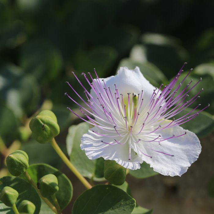 Cappero | ‎ Bestprato by Hortus