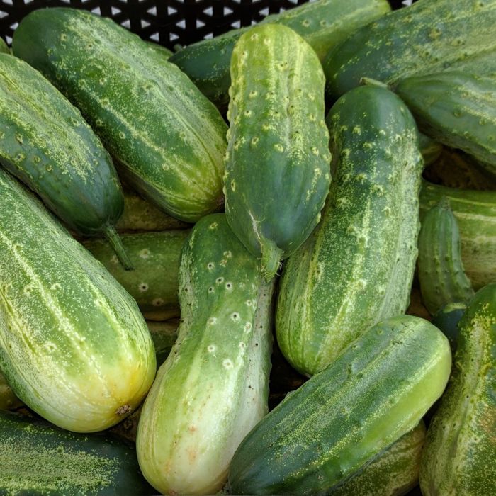 Cetriolino Piccolo Verde di Parigi | ‎ Bestprato by Hortus