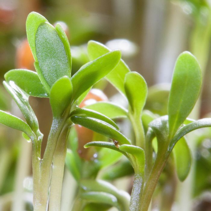 Crescione | ‎ Bestprato by Hortus