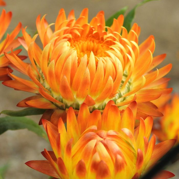 Semi di Elicriso o Semprevivo Doppio in Mix (Helichrysum  bracteatum)