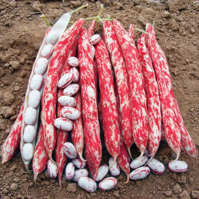 Fagiolo Rampicante Borlotto Lingua di Fuoco 3 Biologico | ‎ Bestprato by Hortus