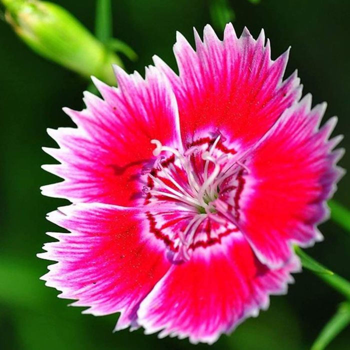 Semi di Garofano Cinese Doppio in Mix (Dianthus chinensis)