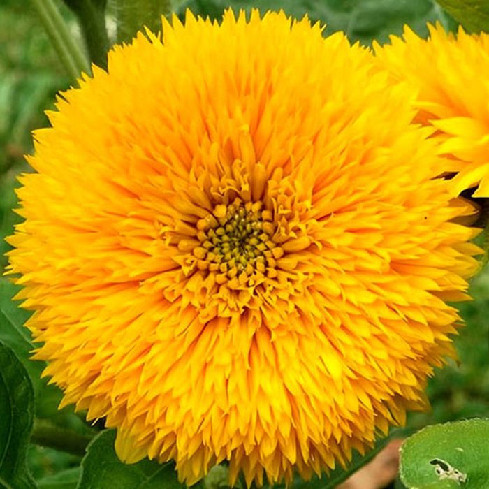 Semi di Girasole Sole d'Oro (Helianthus annuus)