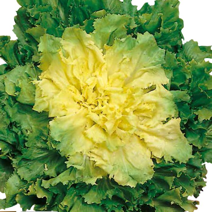 Indivia Scarola Verde a Cuore Pieno | ‎ Bestprato by Hortus