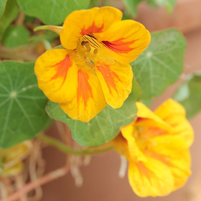 Semi di Nasturzio Rampicante (Tropaeolum majus)