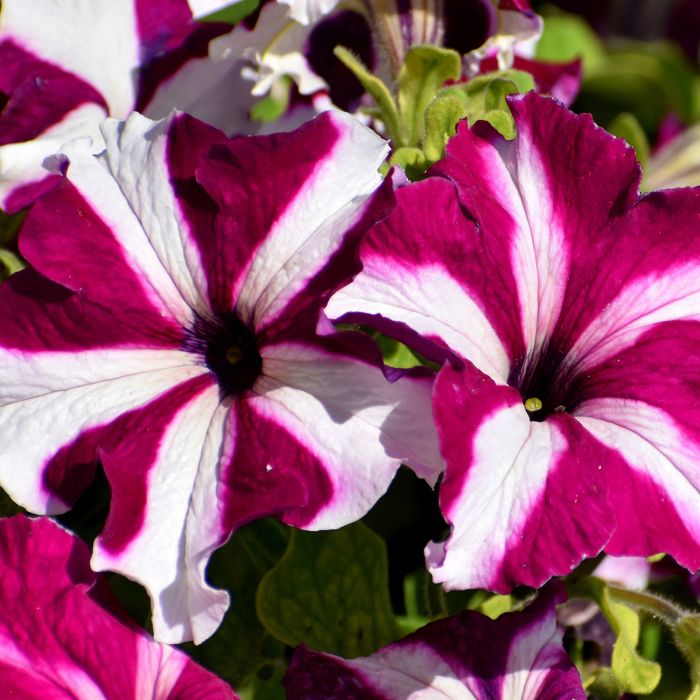 Semi di Petunia Ibrida Nana in Mix (Petunia hybrida)