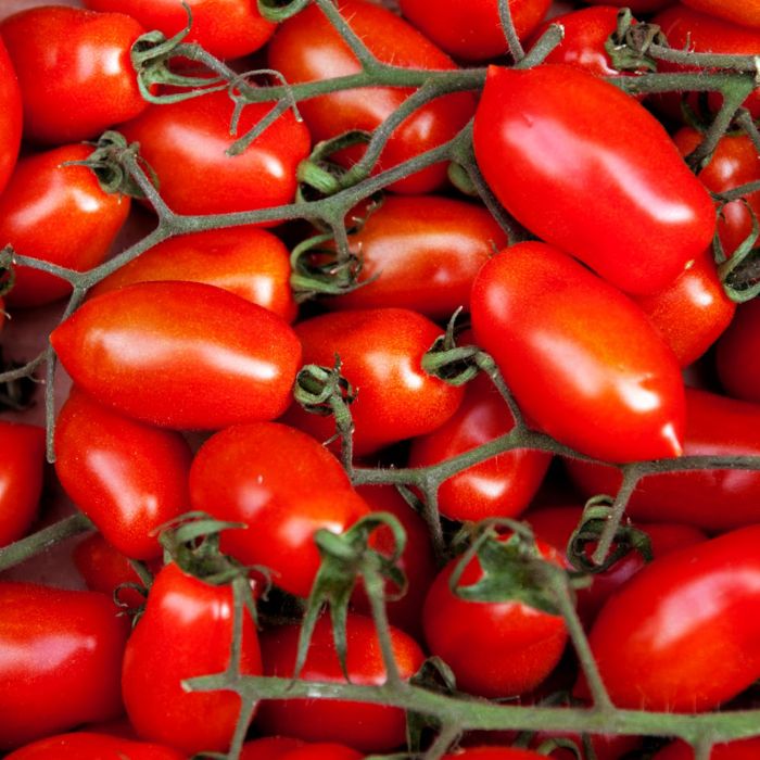Pomodoro Rio Grande | ‎ Bestprato by Hortus