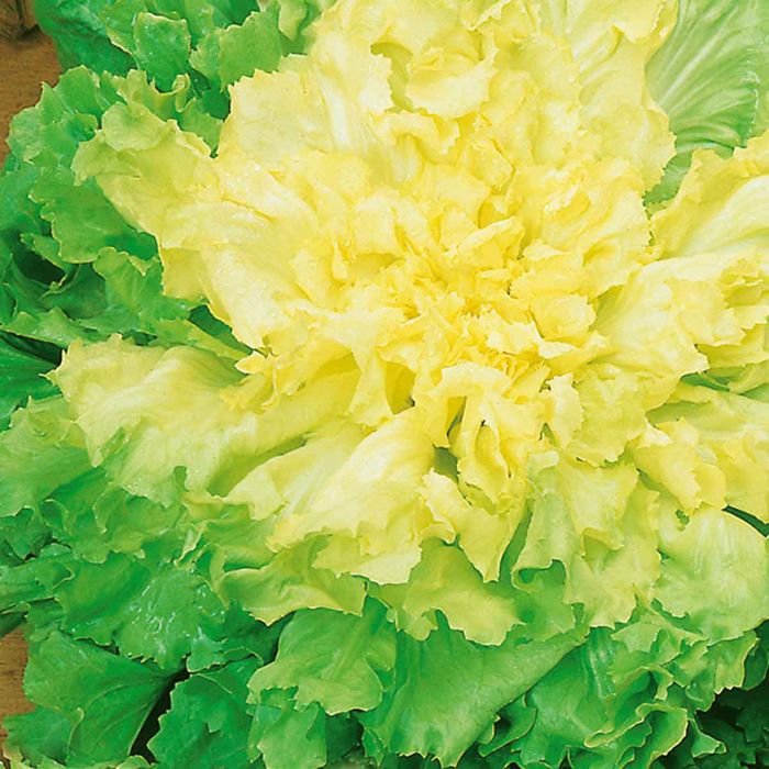 Indivia Scarola Bionda a Cuore Pieno Biologica | ‎ Bestprato by Hortus