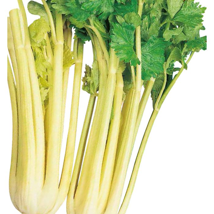 Sedano Dorato d'Asti | ‎ Bestprato by Hortus