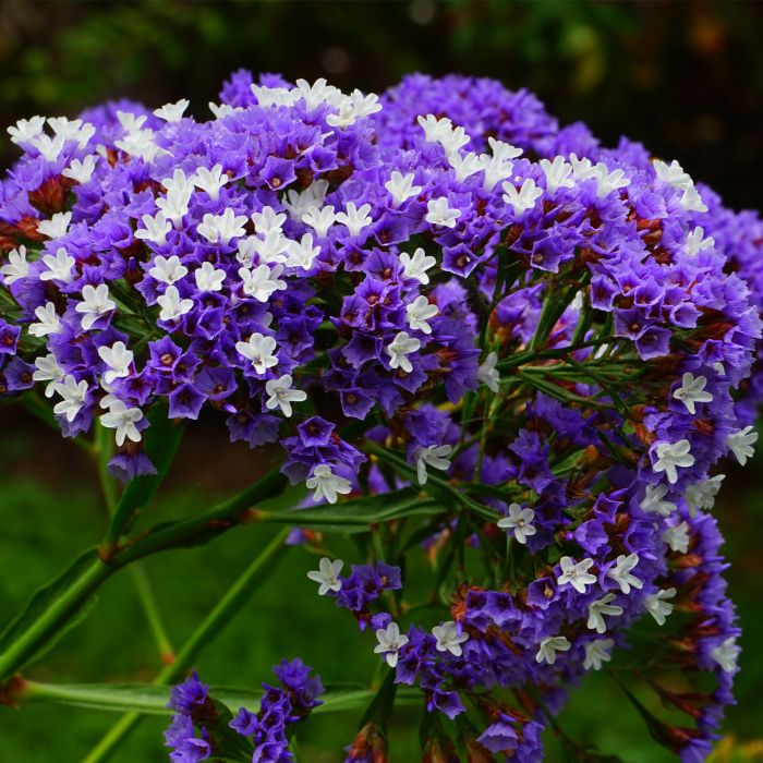 Semi di Statice Sinuata  (Limonium sinuatum)