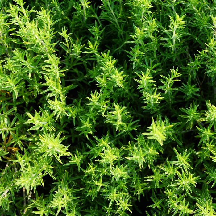 Timo | ‎ Bestprato by Hortus