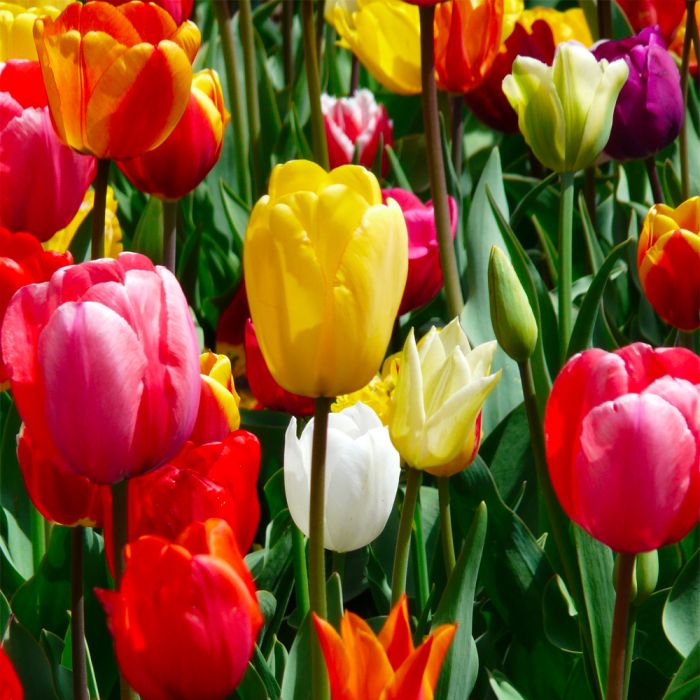 Bulbi di Tulipano Singolo in Mix