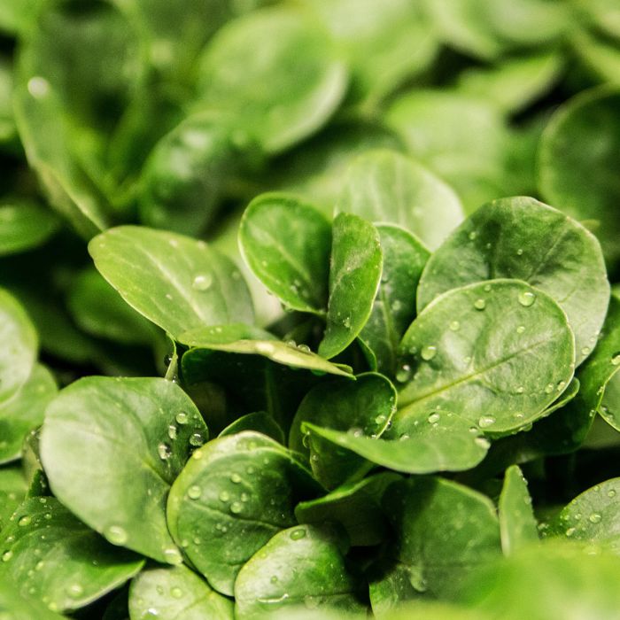 Valeriana d'Olanda a Seme Grosso | ‎ Bestprato by Hortus