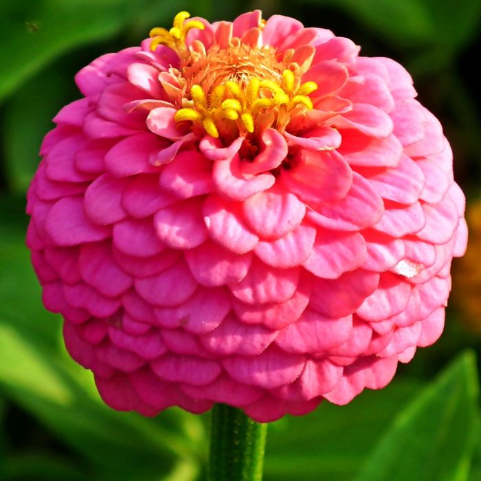Semi di Zinnia Pompon Lilliput (Zinnia elegans)