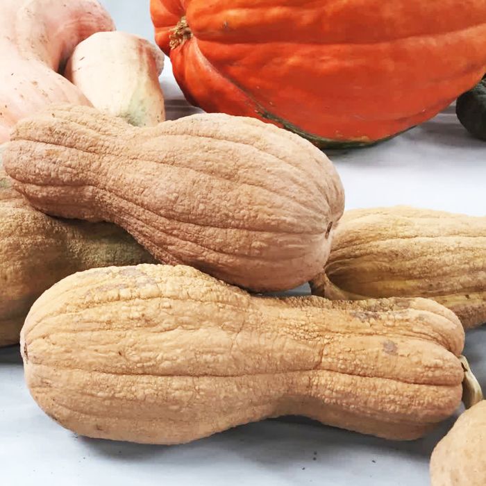 Zucca Butternut Rugosa | ‎ Bestprato by Hortus