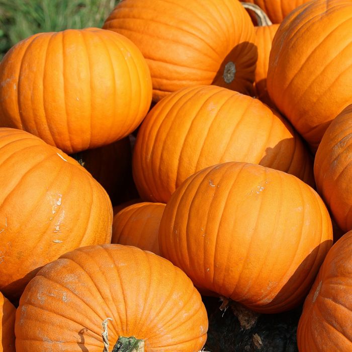 Zucca Quintale (Halloween) | ‎ Bestprato by Hortus