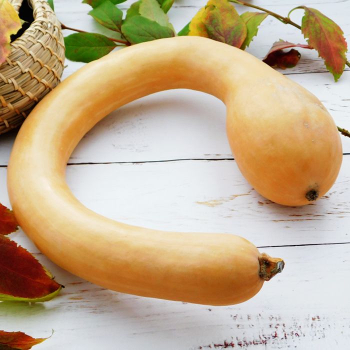 Zucca Trombetta di Albenga | ‎ Bestprato by Hortus