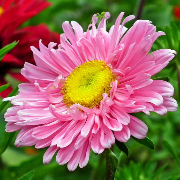 Semi di Astro Semplice (Callistephus chinensis)