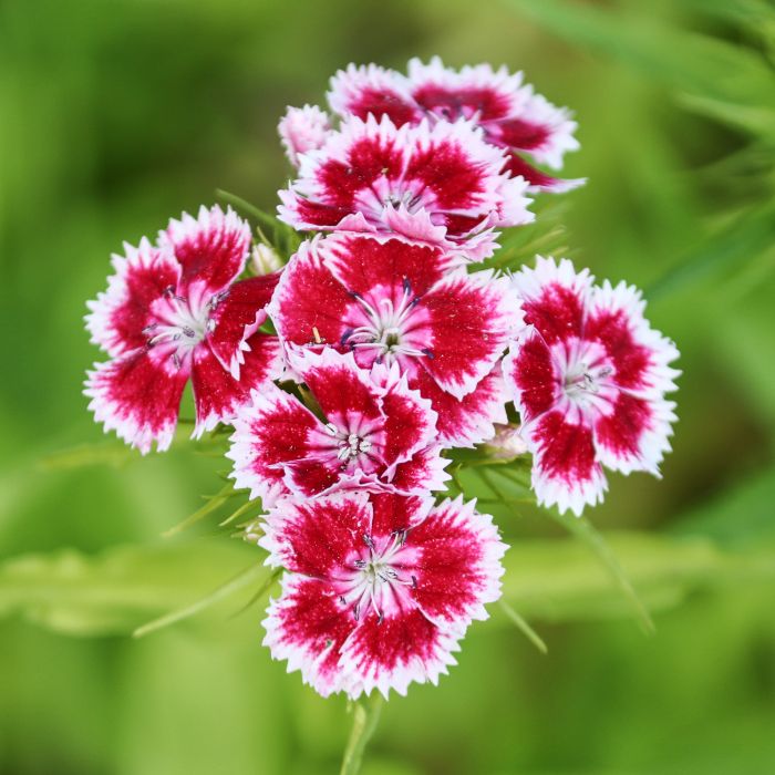 Semi di Garofano dei Poeti (Dianthus barbatus)