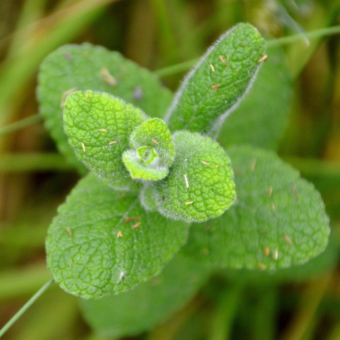 Hierba Buena | ‎ Bestprato by Hortus