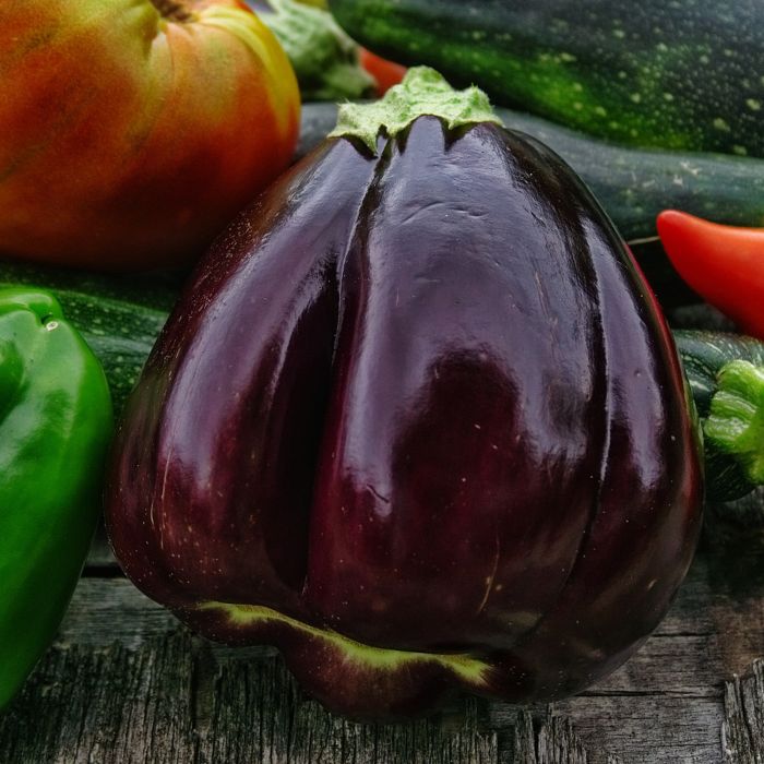 Melanzana Violetta di Firenze | ‎ Bestprato by Hortus