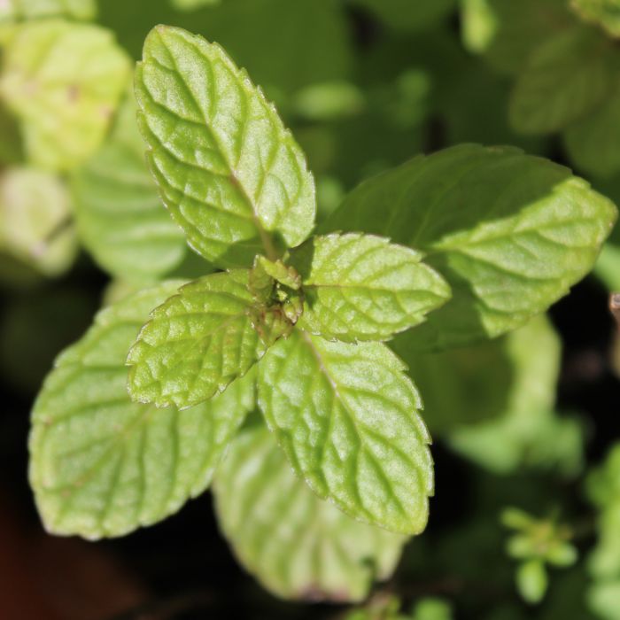 Menta Piperita | ‎ Bestprato by Hortus