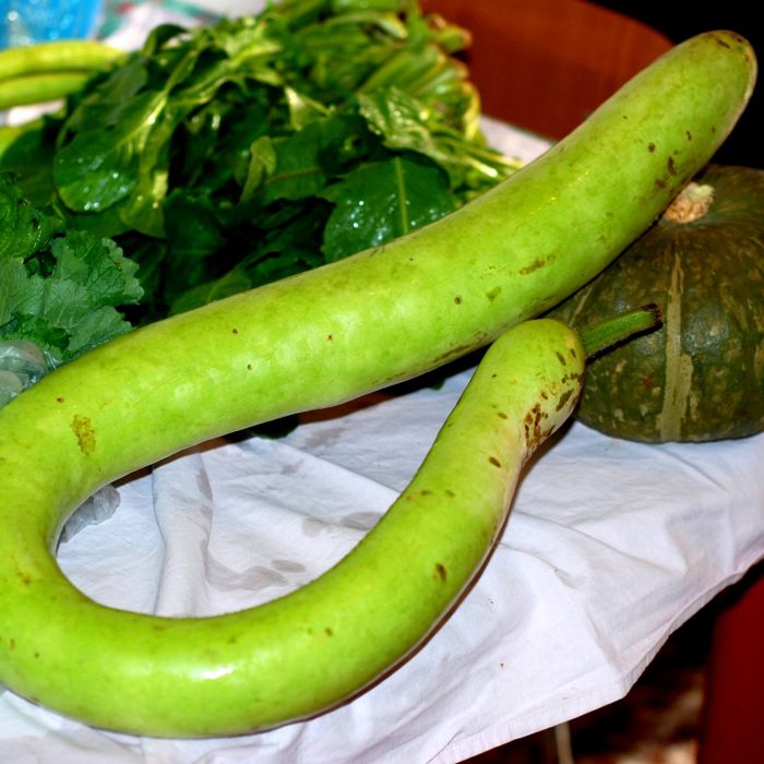 Zucca Serpente di Sicilia | ‎ Bestprato by Hortus