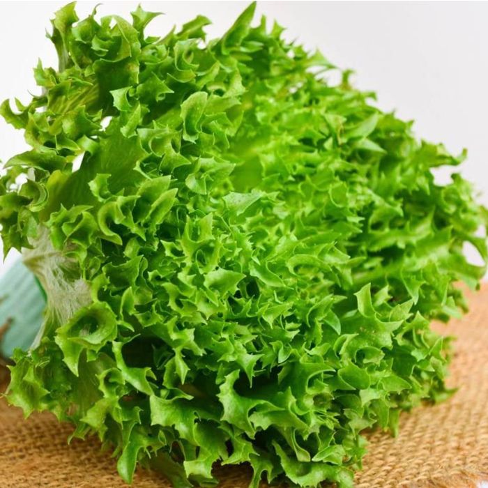 Lattuga Iceberg Regina dei Ghiacci Biologica | ‎ Bestprato by Hortus