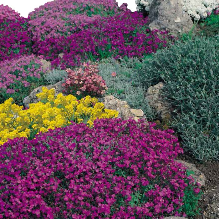 Semi di Miscuglio di Fiori da Roccia (Flower mix)