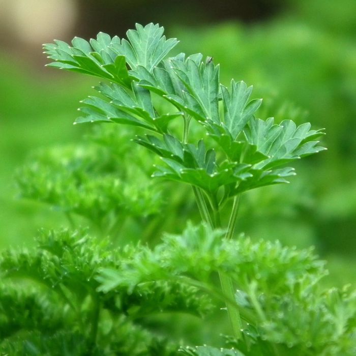 Prezzemolo Comune 2 | ‎ Bestprato by Hortus