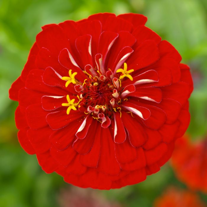 Semi di Zinnia Gigante della California (Zinnia elegans)