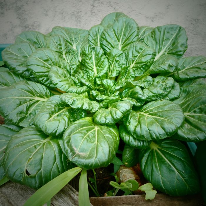 Spinacio Gigante de Inverno | ‎ Bestprato by Hortus