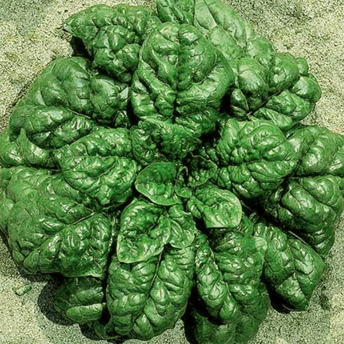 Spinacio America | ‎ Bestprato by Hortus