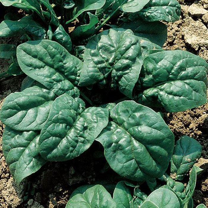 Spinacio Merlo Nero | ‎ Bestprato by Hortus