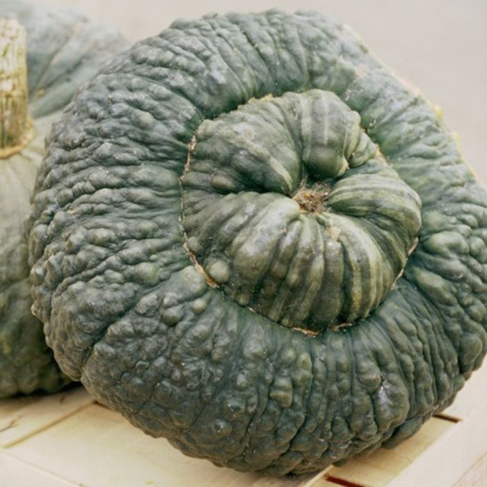 Zucca Marina di Chioggia | ‎ Bestprato by Hortus