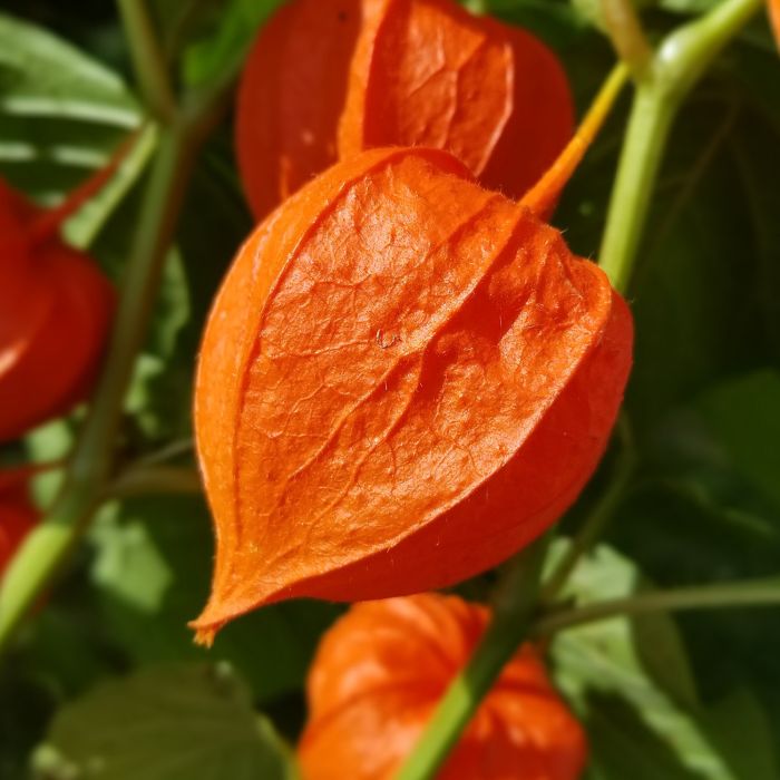 Semi di Lanterna Cinese (Physalis alkenkengii)