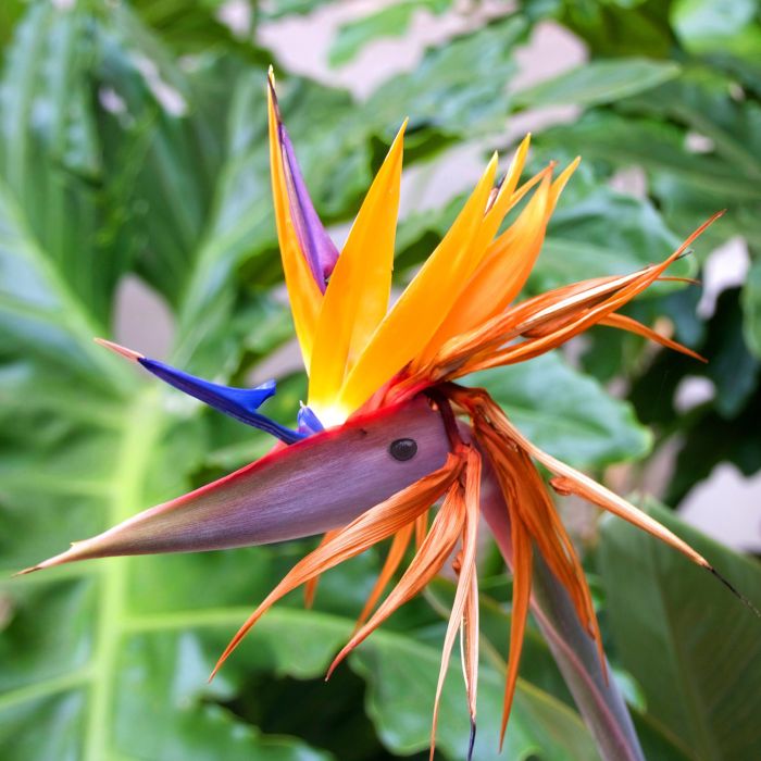 Strelitzia | ‎Bestprato by Hortus