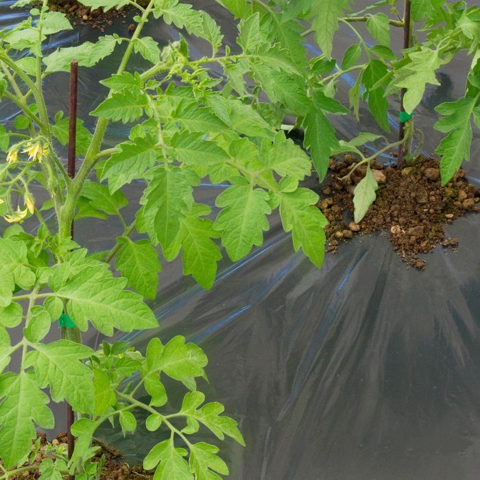 Telo per Pacciamatura Biodegradabile