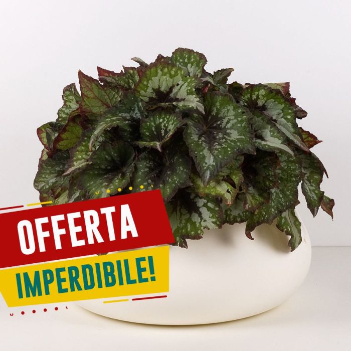 Lullaby Conca Oltrevaso