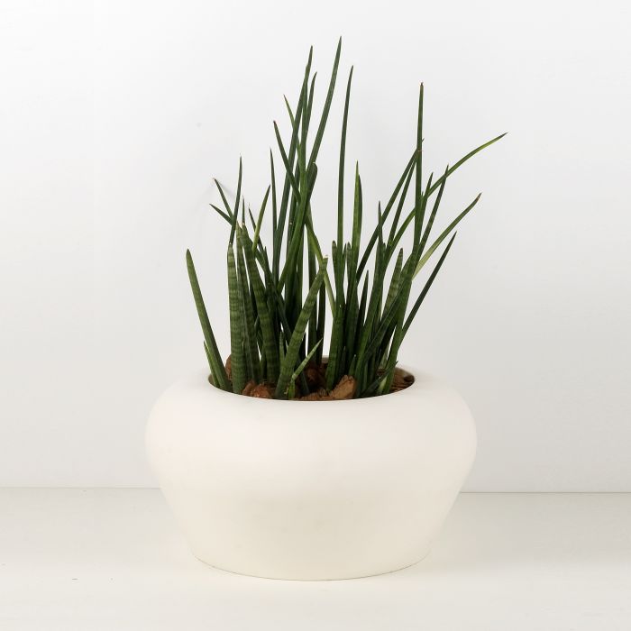 Mymou Conca Oltrevaso