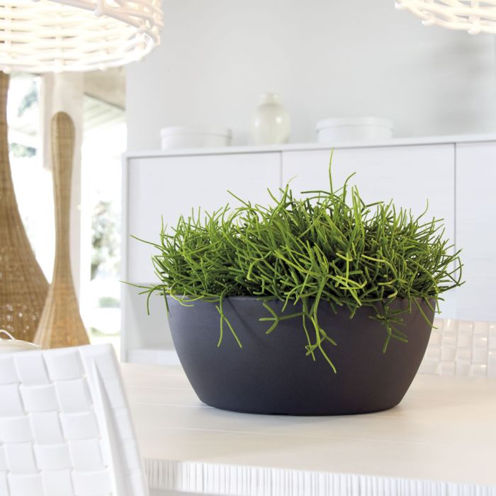 Vaso Thetis | Nicoli