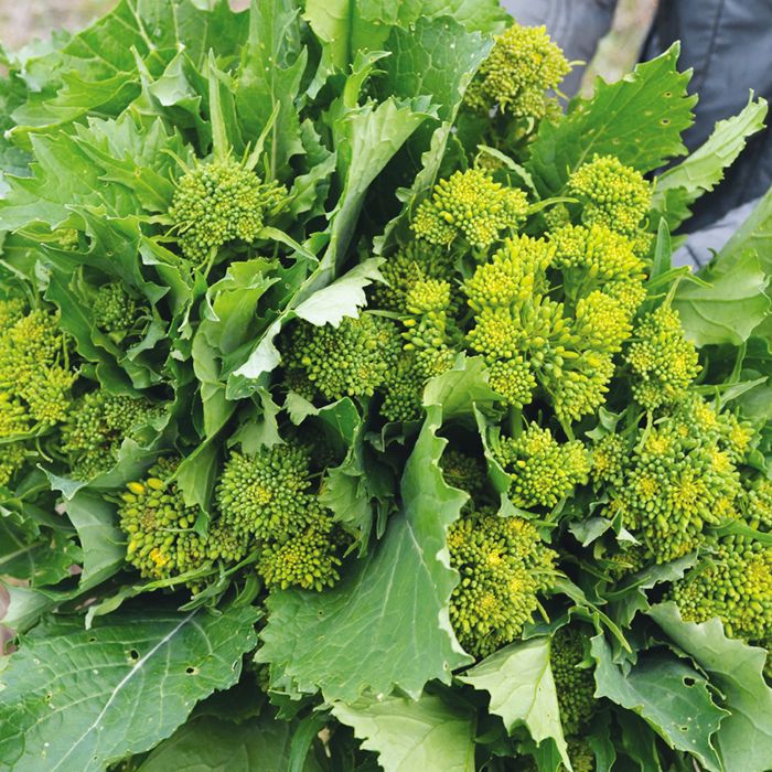 Cima di Rapa Centoventina | ‎ Bestprato by Hortus