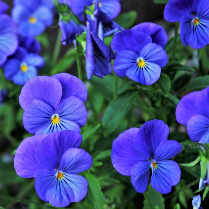 Viola del Pensiero Bleu | Bestprato by Hortus