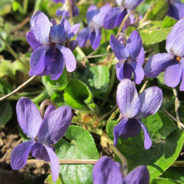 Viola Mammola | Bestprato by Hortus