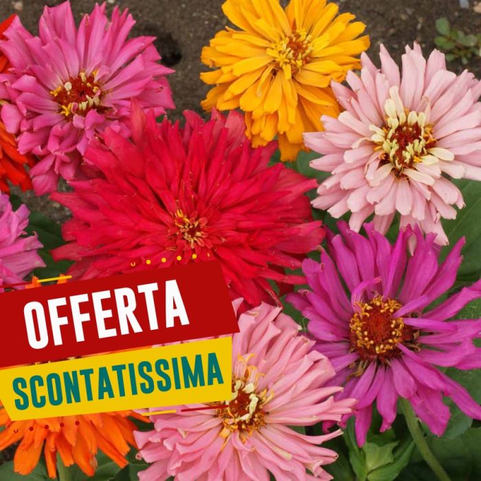Semi di Zinnia Gigante a Fior di Cactus (Zinnia elegans)