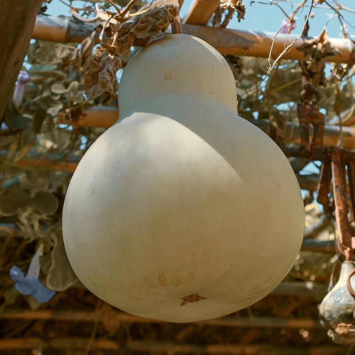  Zucca Bottiglia | ‎ Bestprato by Hortus