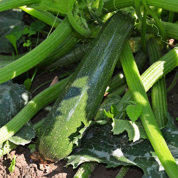 Zucchino Bolognese | ‎ Bestprato by Hortus