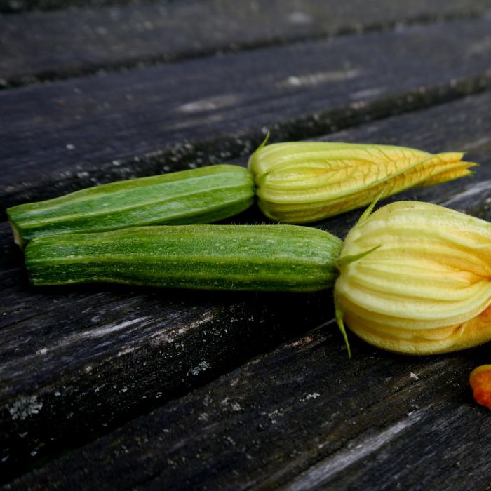 Zucchino Lungo Fiorentino | ‎ Bestprato by Hortus